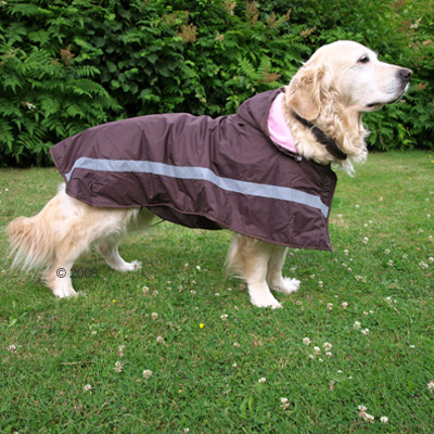 Perro también se moja si llueve