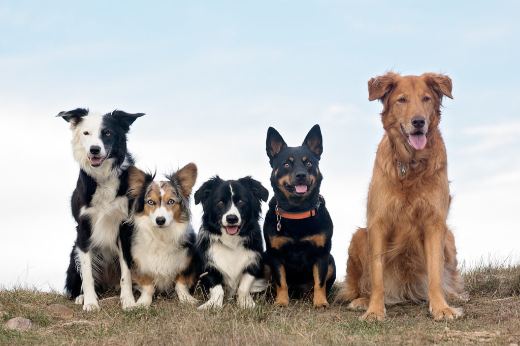 Viel verschiedene Hunde