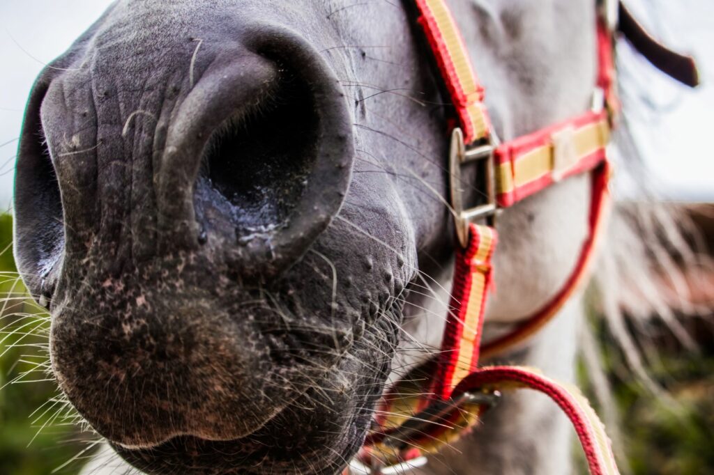 Pferd mit Nasenausfluss