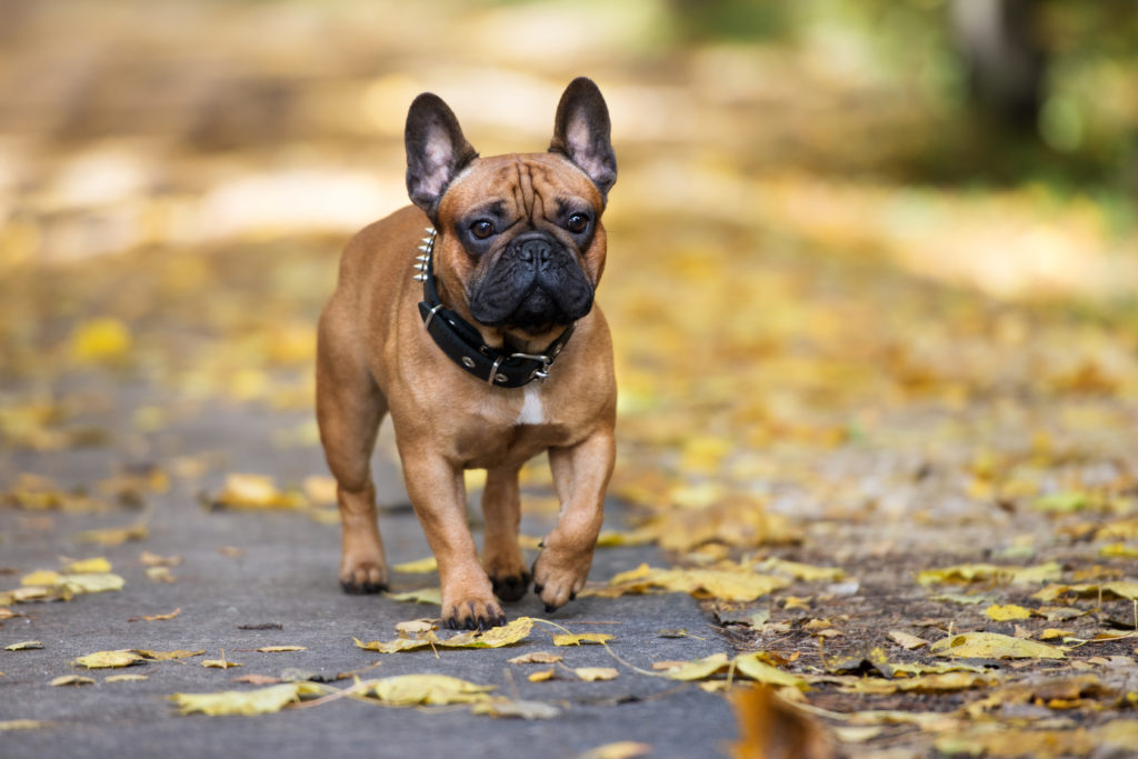 Französische Bulldogge im Erbst