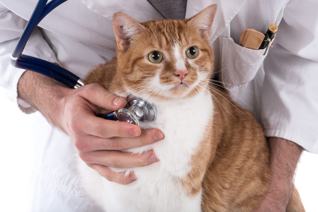Problemas respiratorios en gatos | zooplus