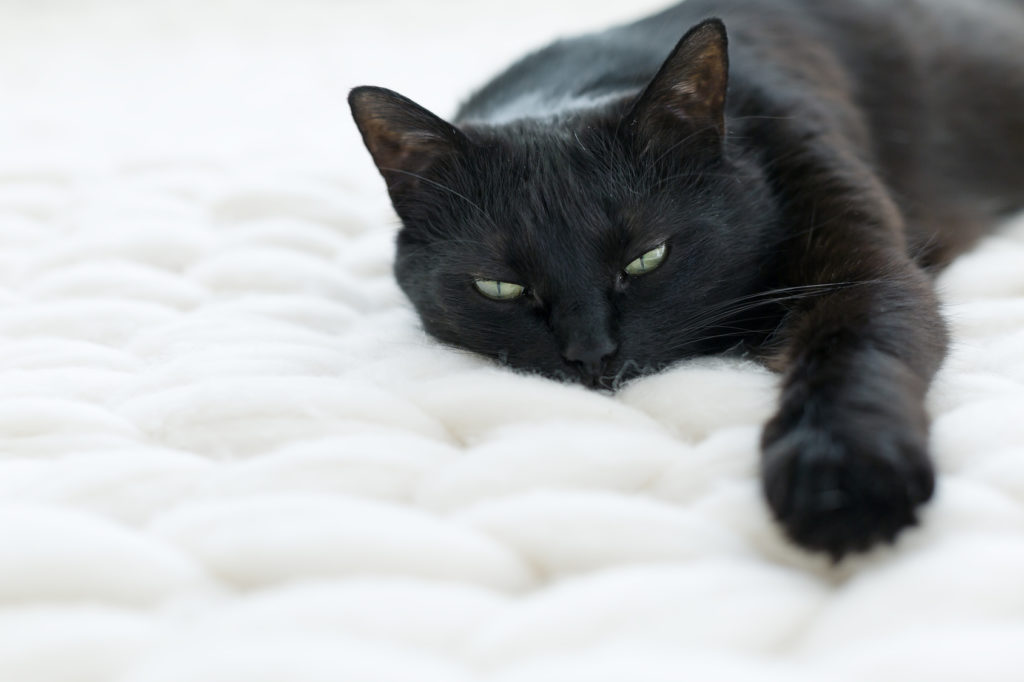 atemwegsprobleme bei katzen kranke Katze
