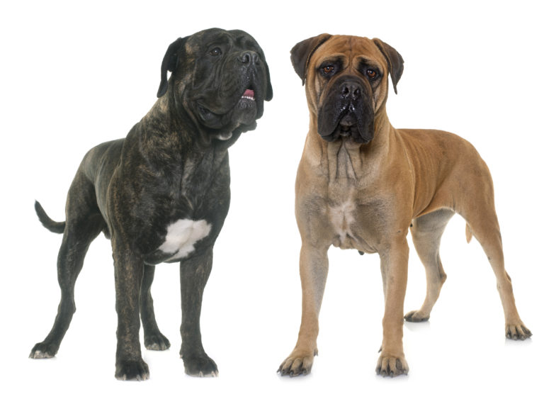 bull mastiff bull mastiff