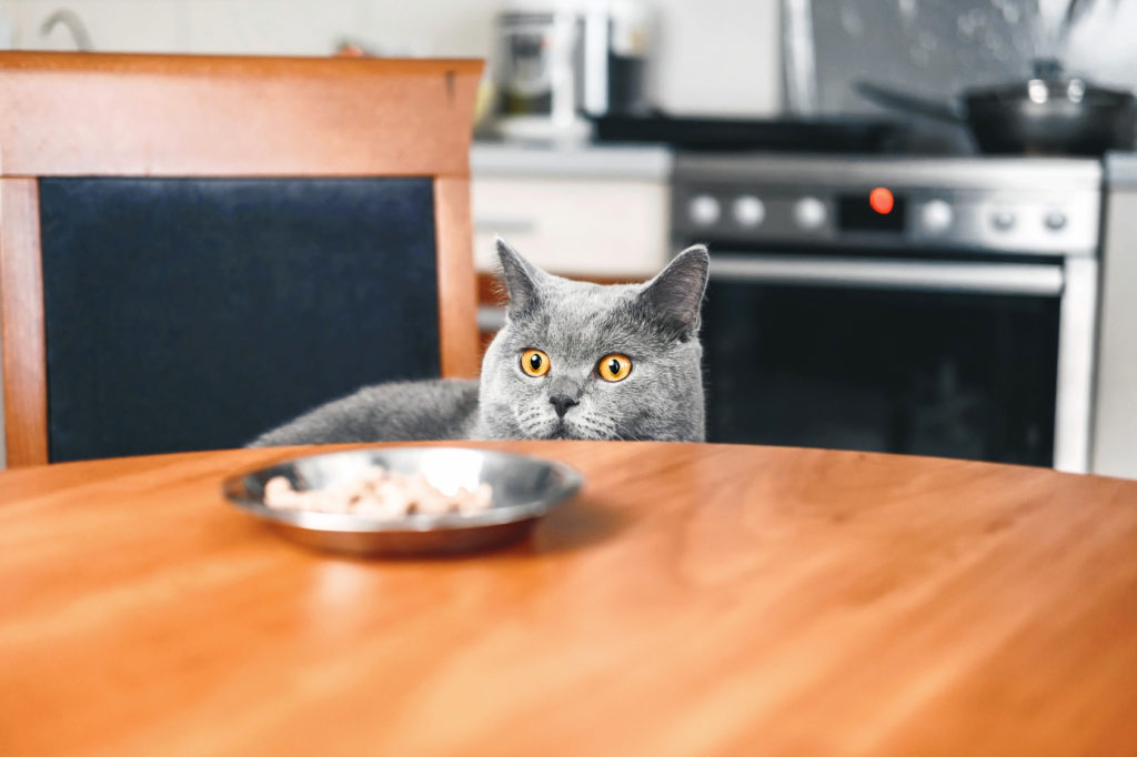 futterumstellung bei katzen
