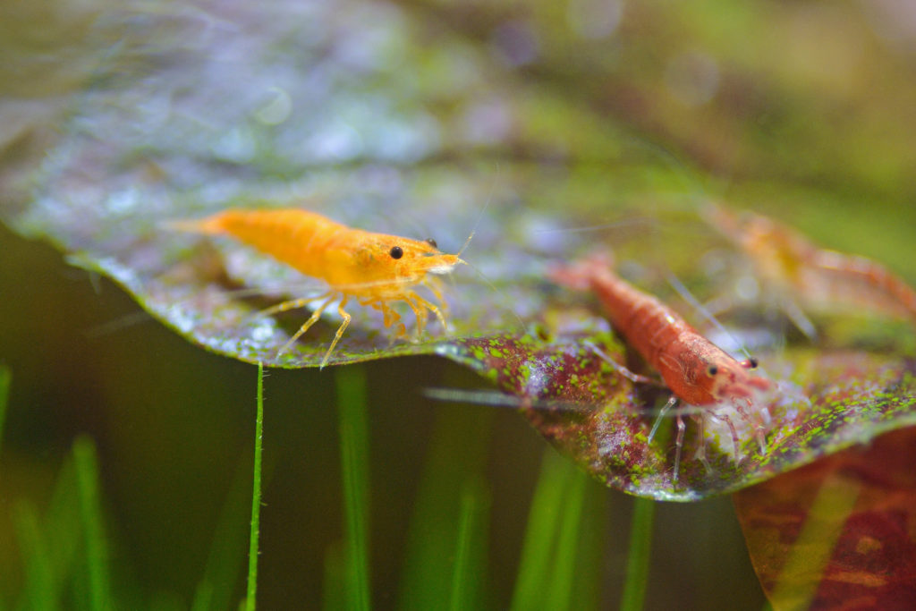 garnelen im aquarium