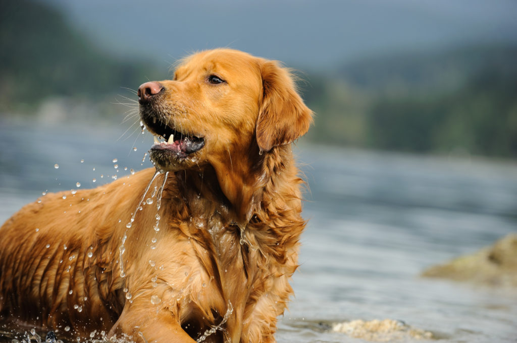 gelb golden retriever im wasser