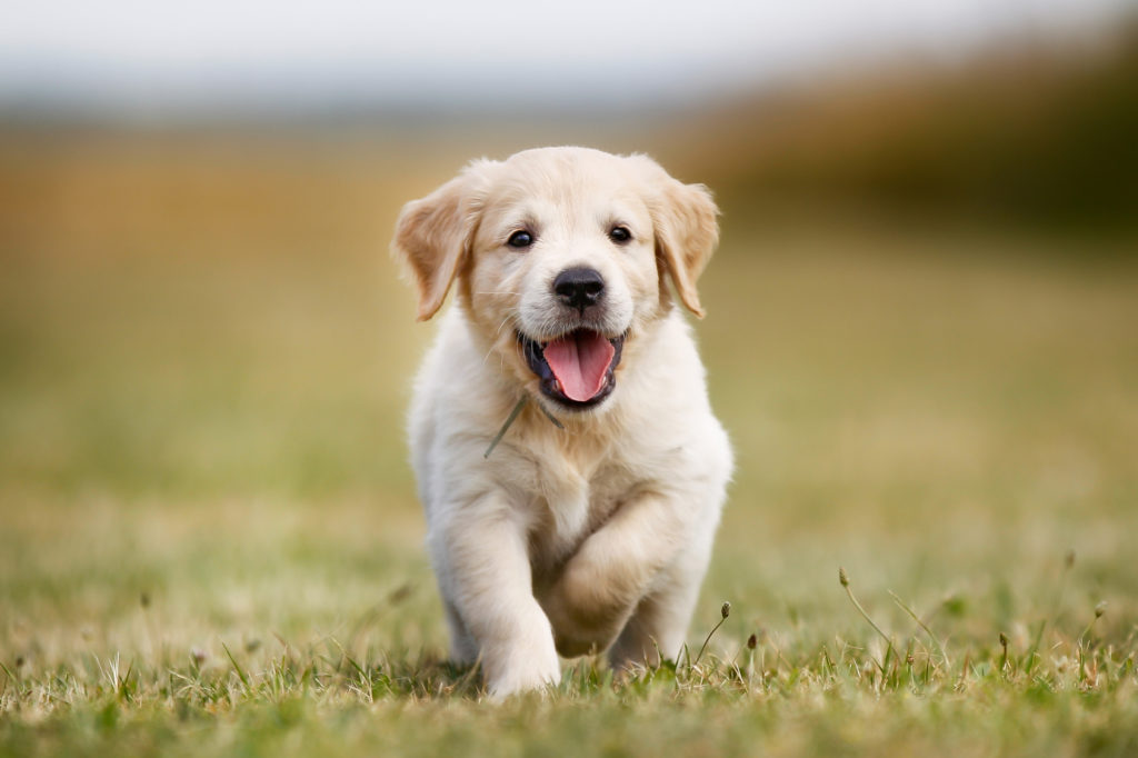 glücklich golden retriever welpe