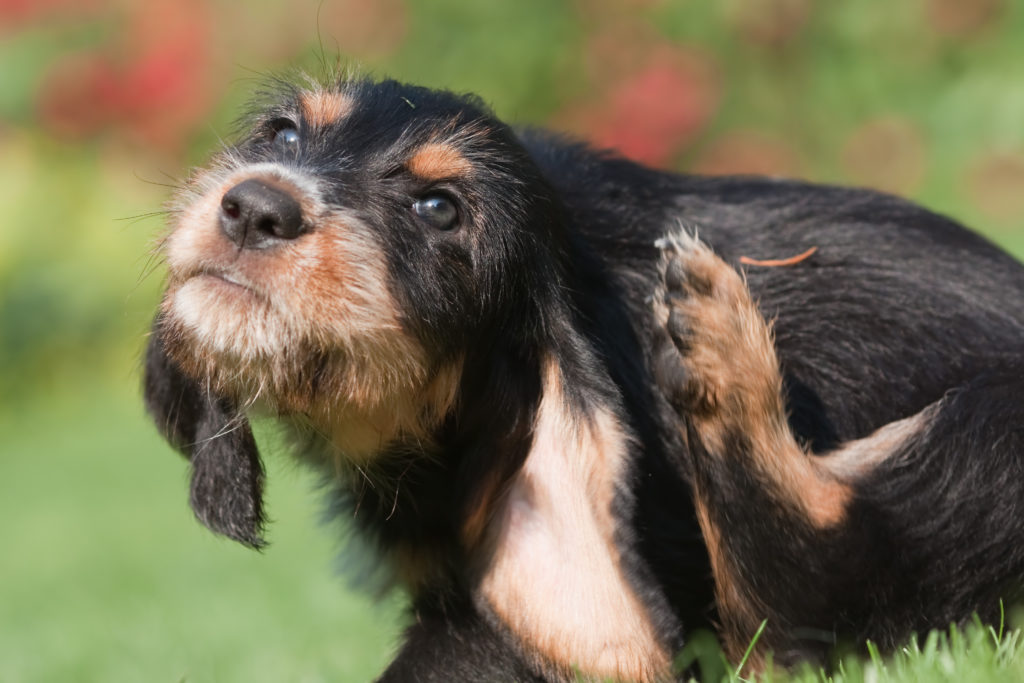 hund flöhe