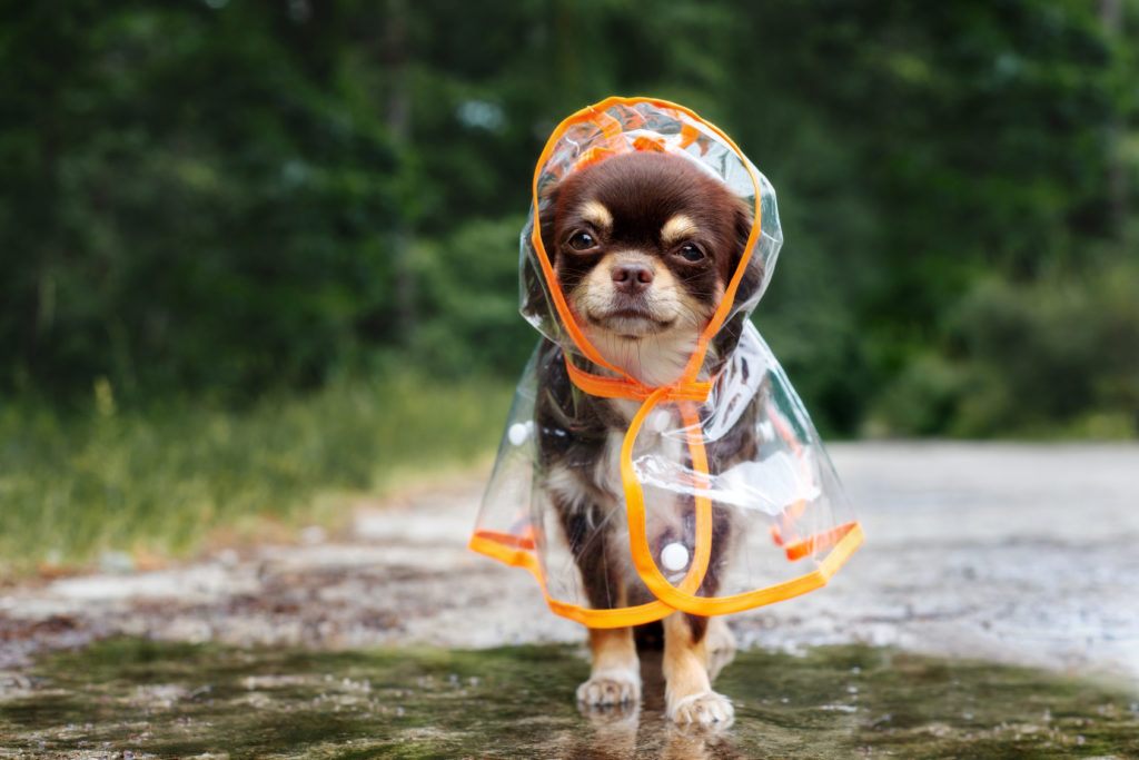 hundebekleidung