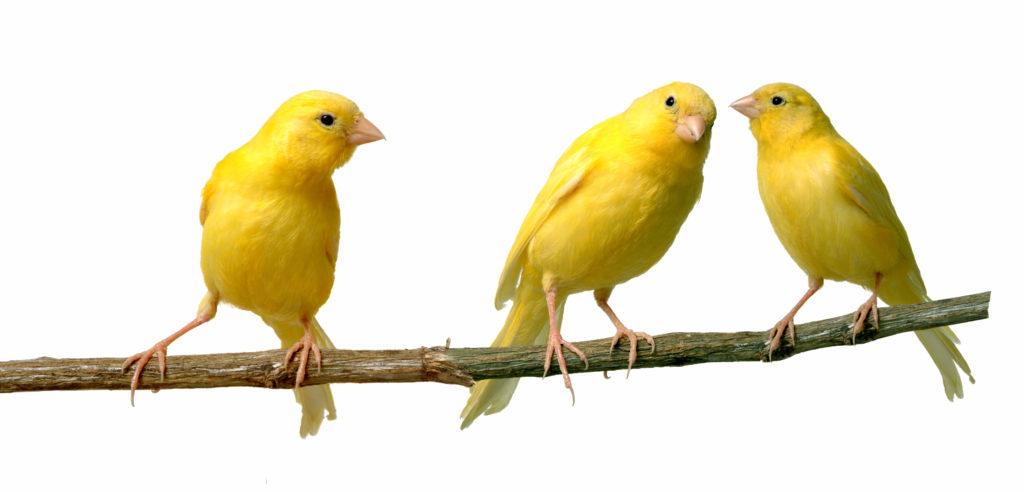 Canarios | Razas pájaros | de zooplus