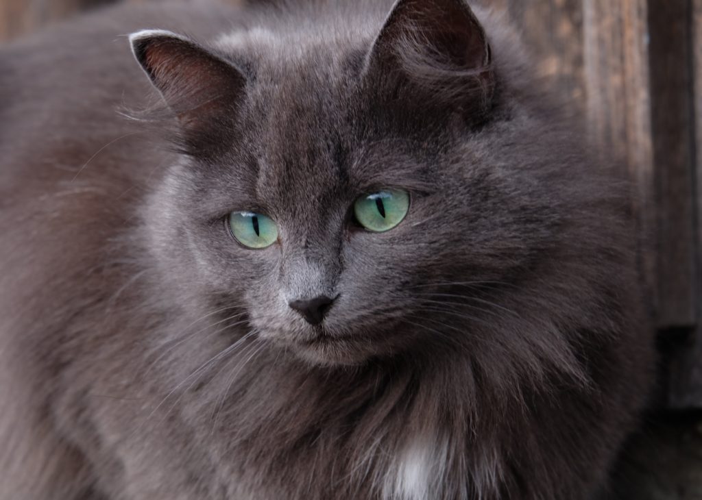 katzen mit diabetes