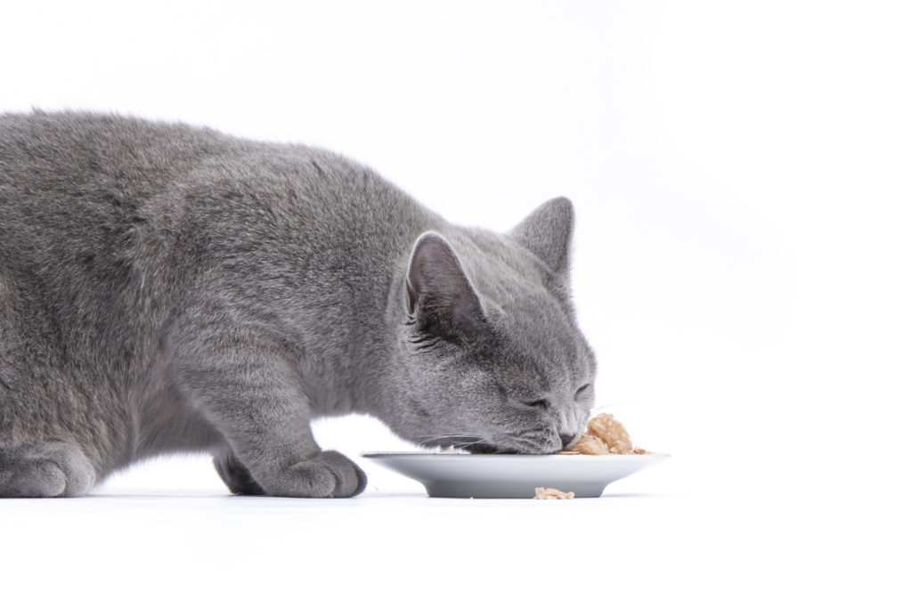 katzen mit diabetes