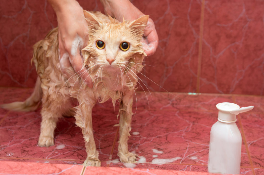 puede bañar a un gato? | del gato y cuidados | zooplus