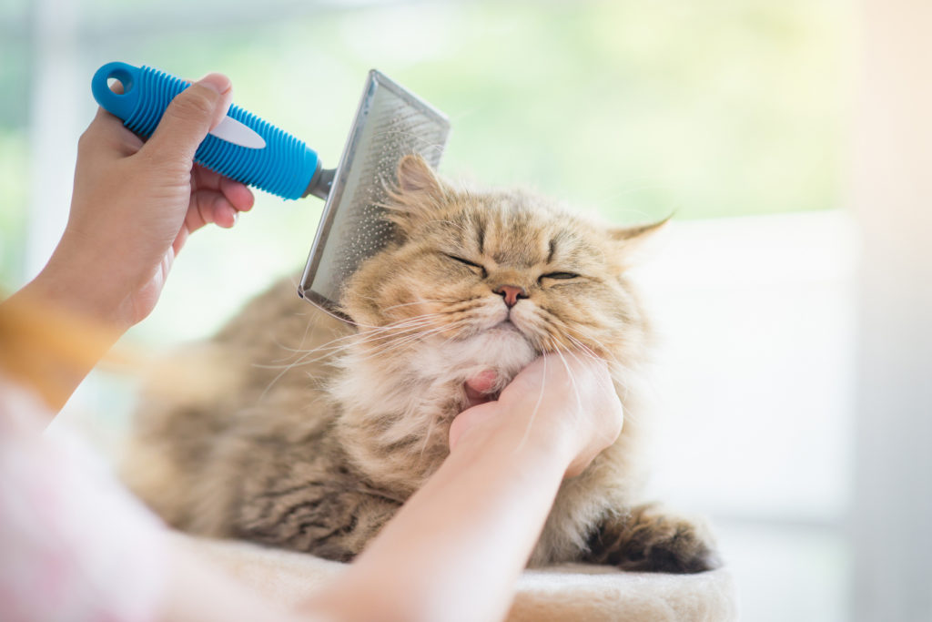 puede bañar a un gato? | del gato y cuidados | zooplus