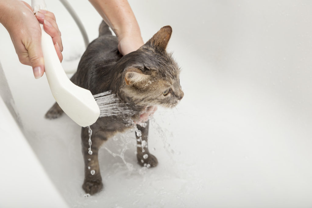 puede bañar a un gato? | del gato y cuidados | zooplus
