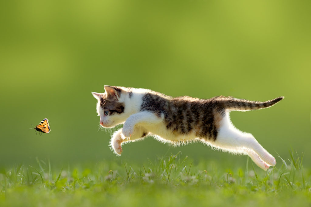 Gatos cazadores | Adiestramiento Magazin de