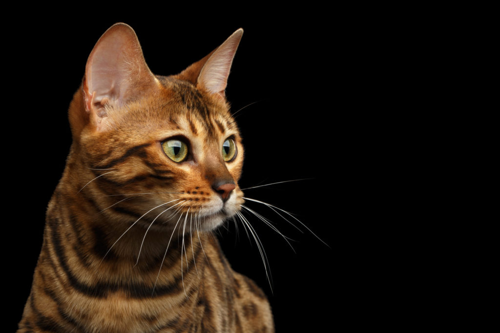 El oído de los gatos | Magazine para gatos zooplus