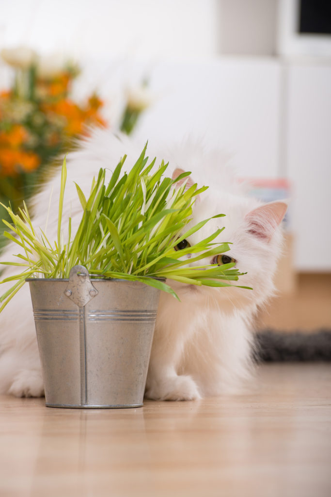 katzengras