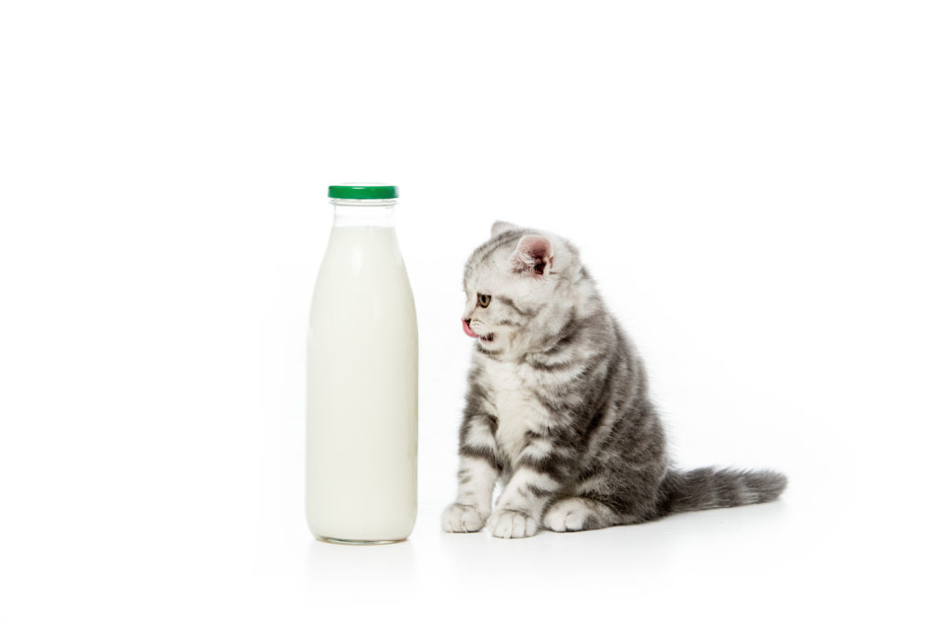 Γάλα γάτας