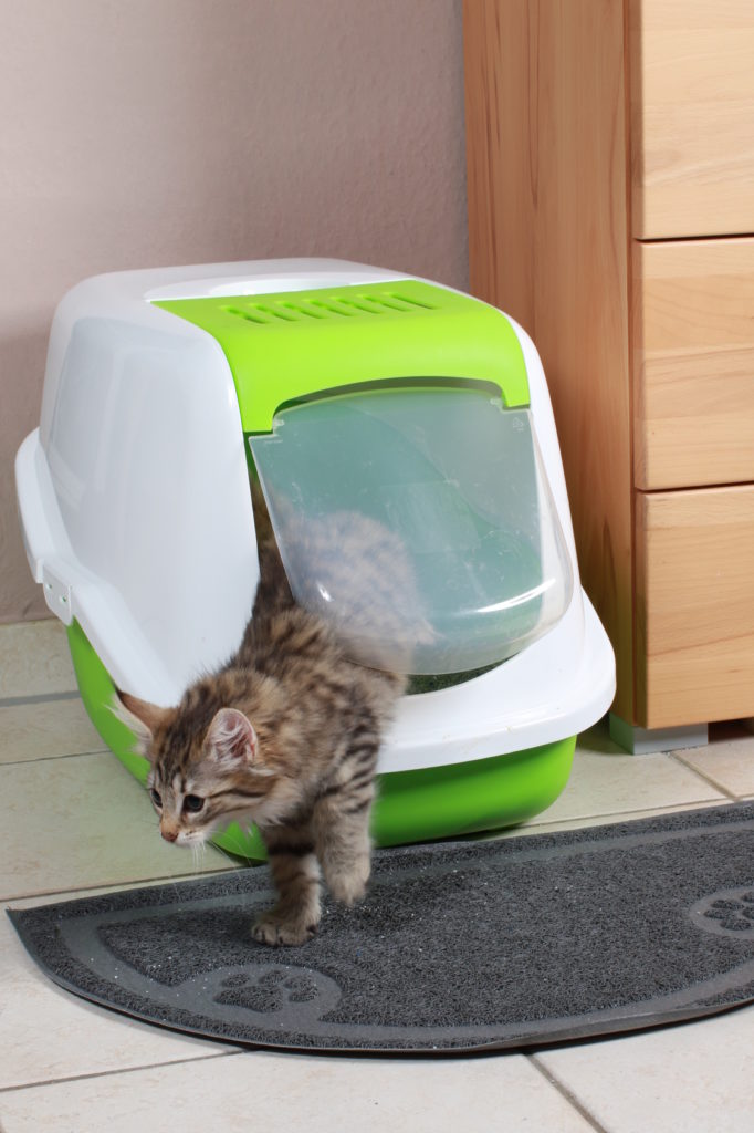 welches katzenklo