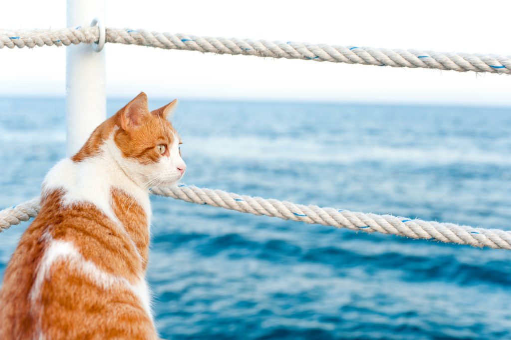 Periodo perioperatorio Del Sur Recepción Viajar con gatos en barco | Viajar con gato | zooplus