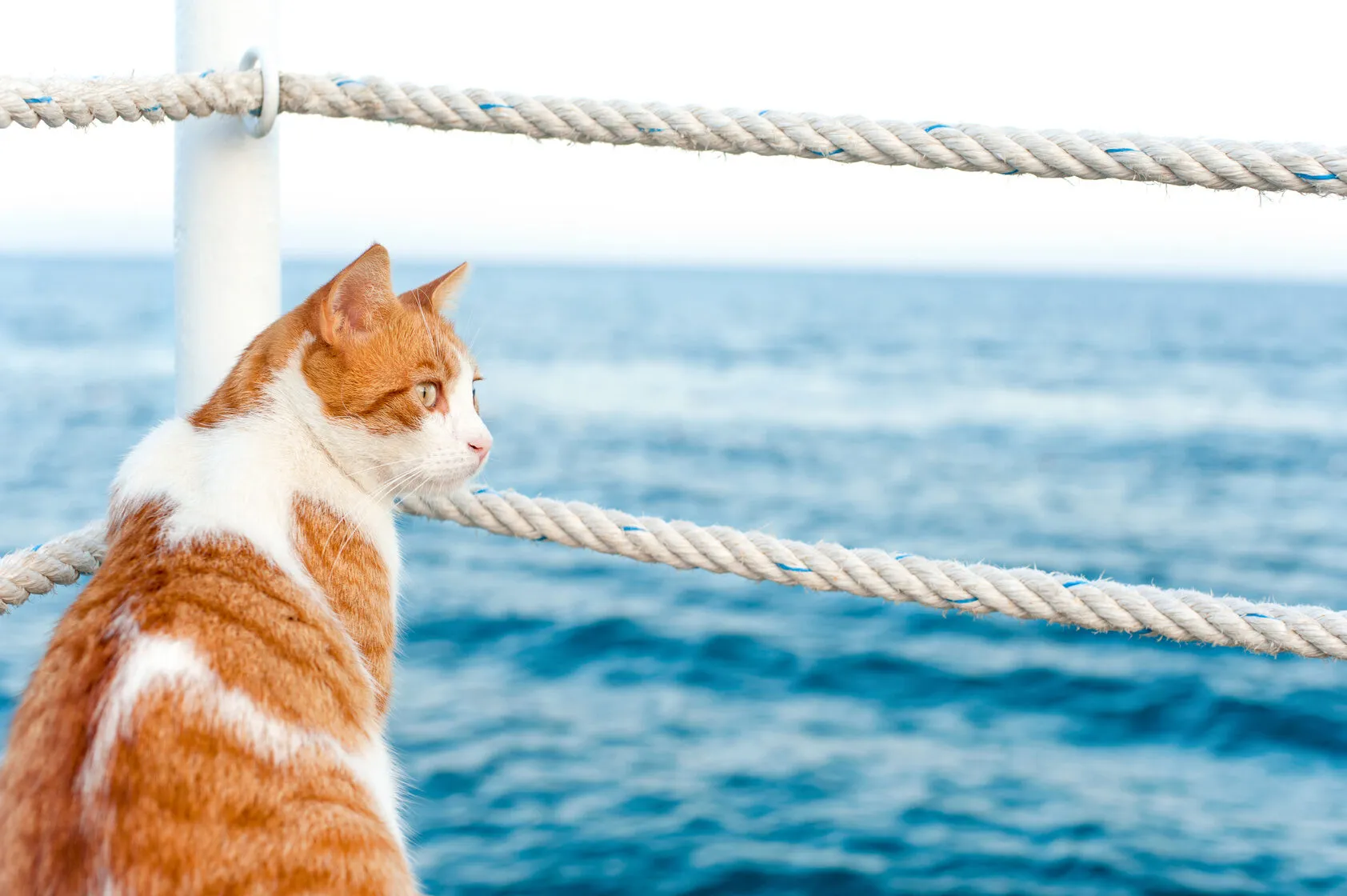 Katze blickt auf das Meer an Bord eines Kreuzfahrtschiffs