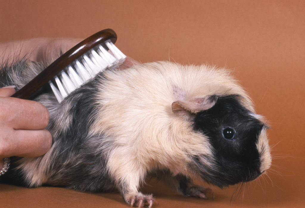 meerschweinchen pflege