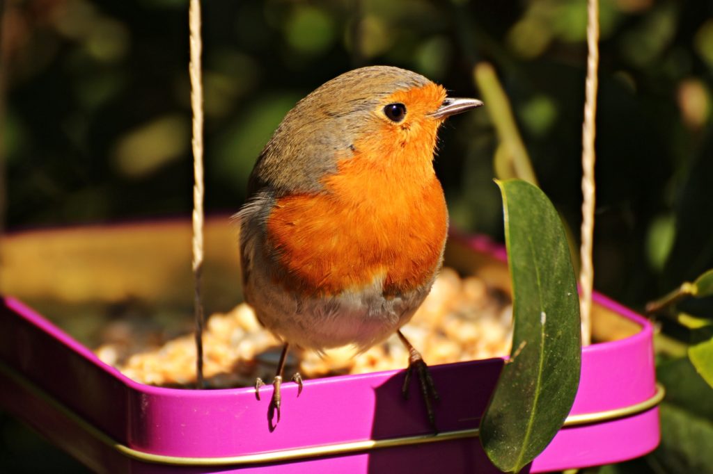 Corroer Helecho Más temprano Comida para pájaros silvestres | zooplus