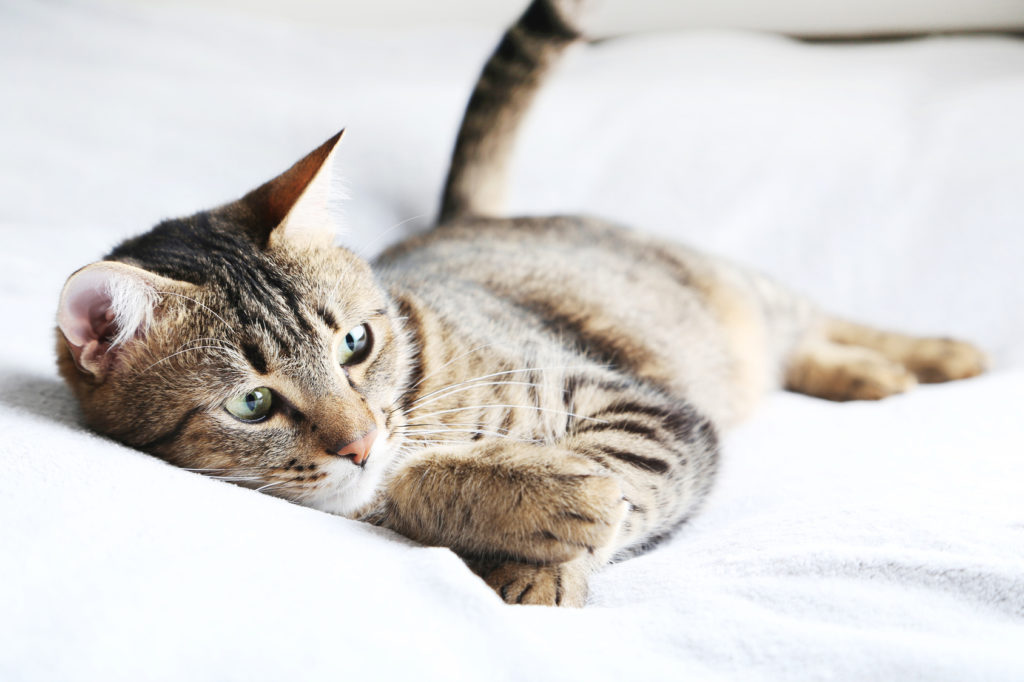 würmer bei katzen Katze auf einem Bett