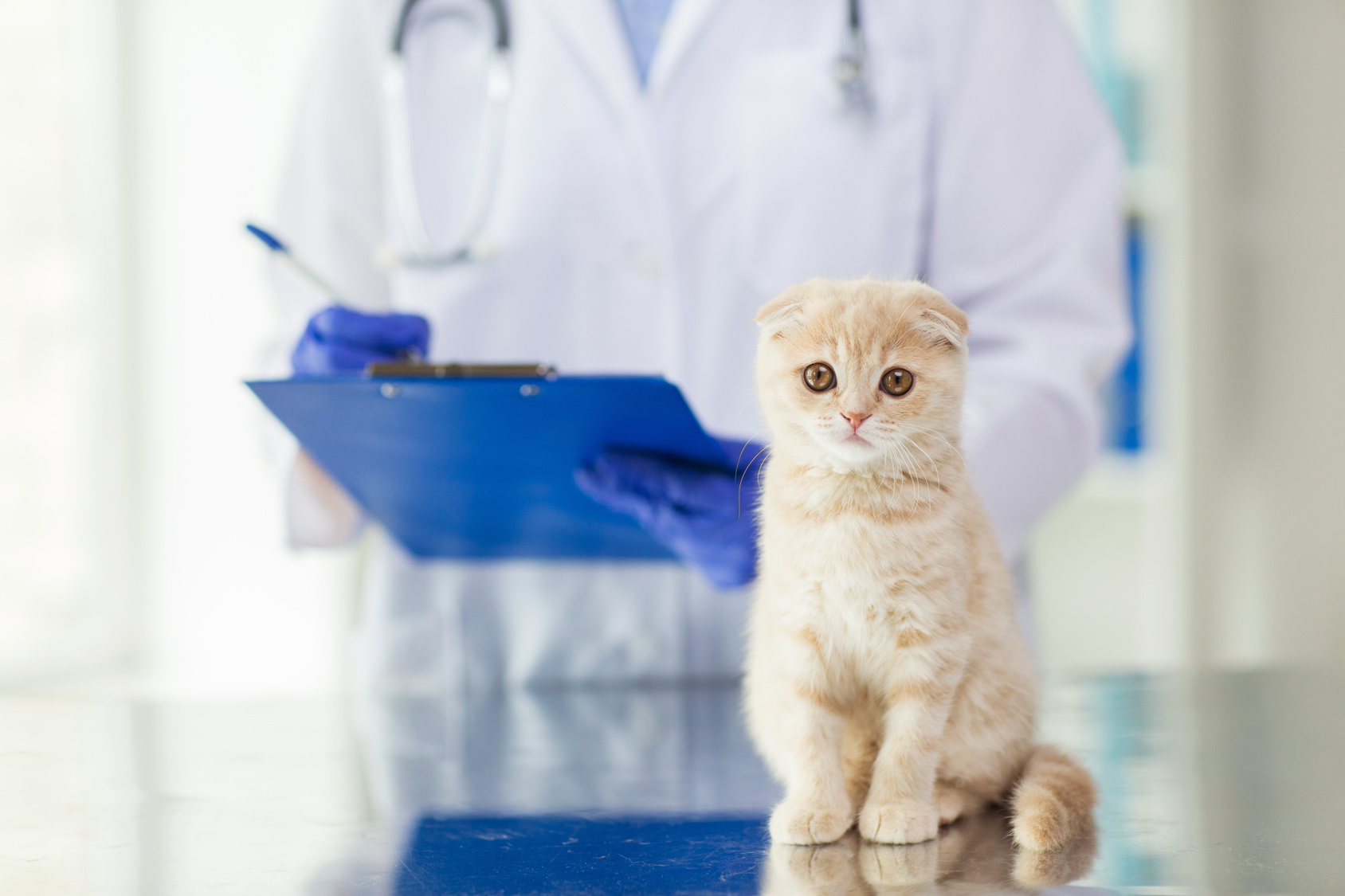würmer bei katzen