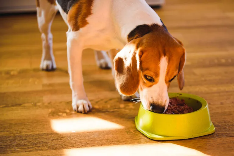 beagle hund mit futternapf vor weißem hintergrund