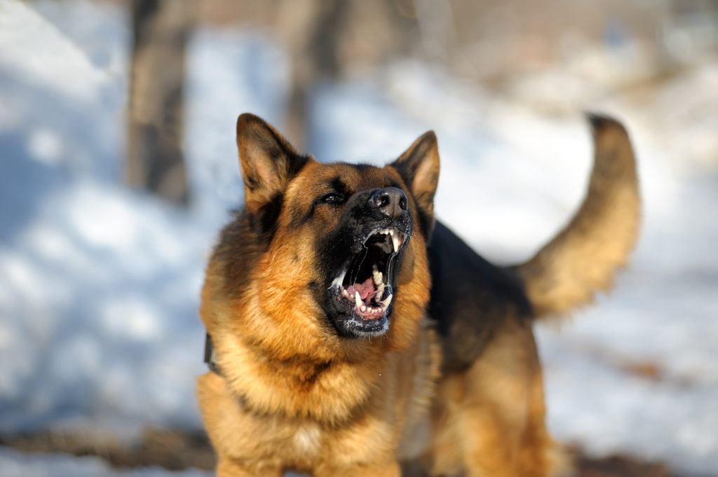 aggressiver hund