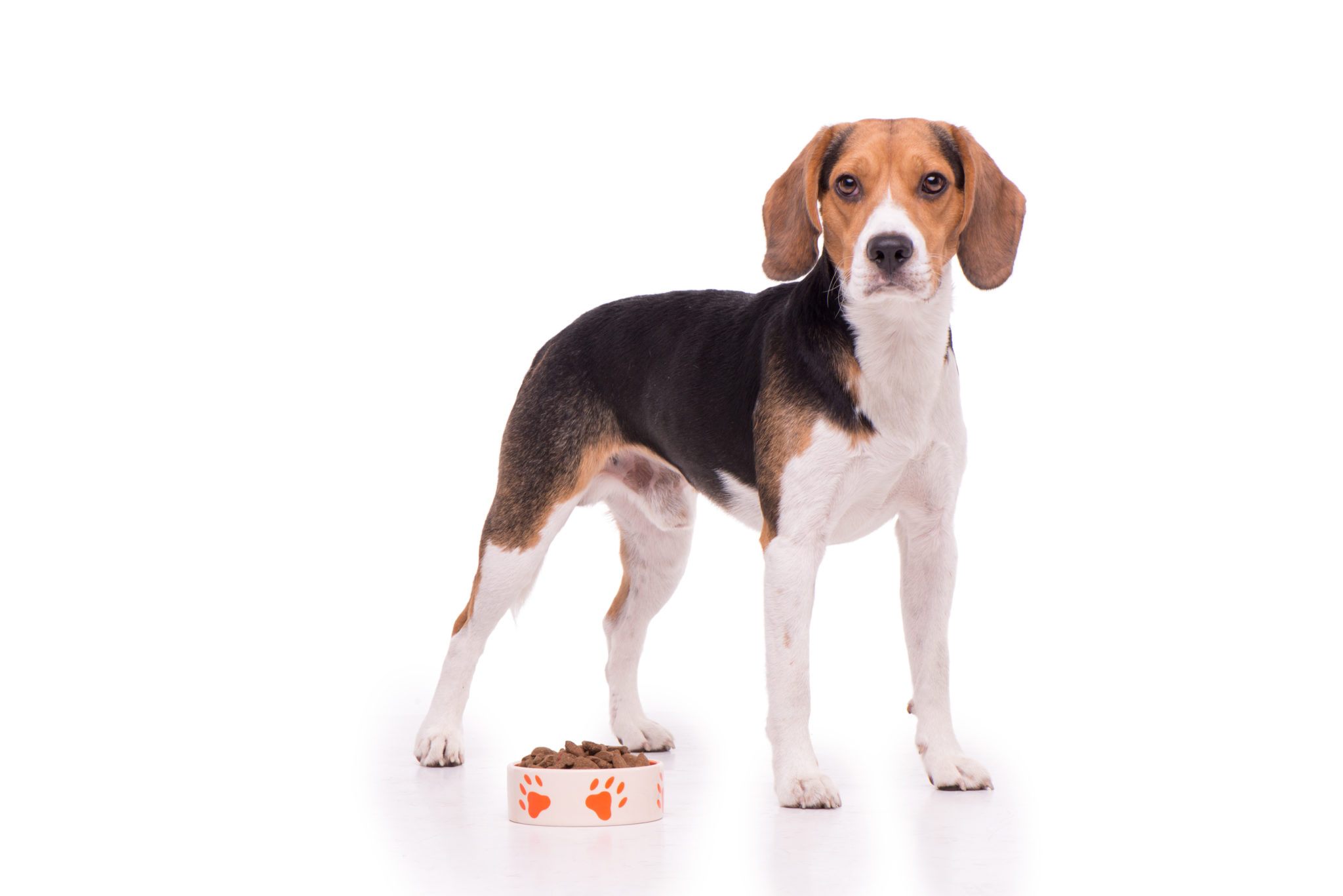 cristal maquinilla de afeitar en el medio de la nada Alimentación para el beagle | Alimentación del perro | zooplus