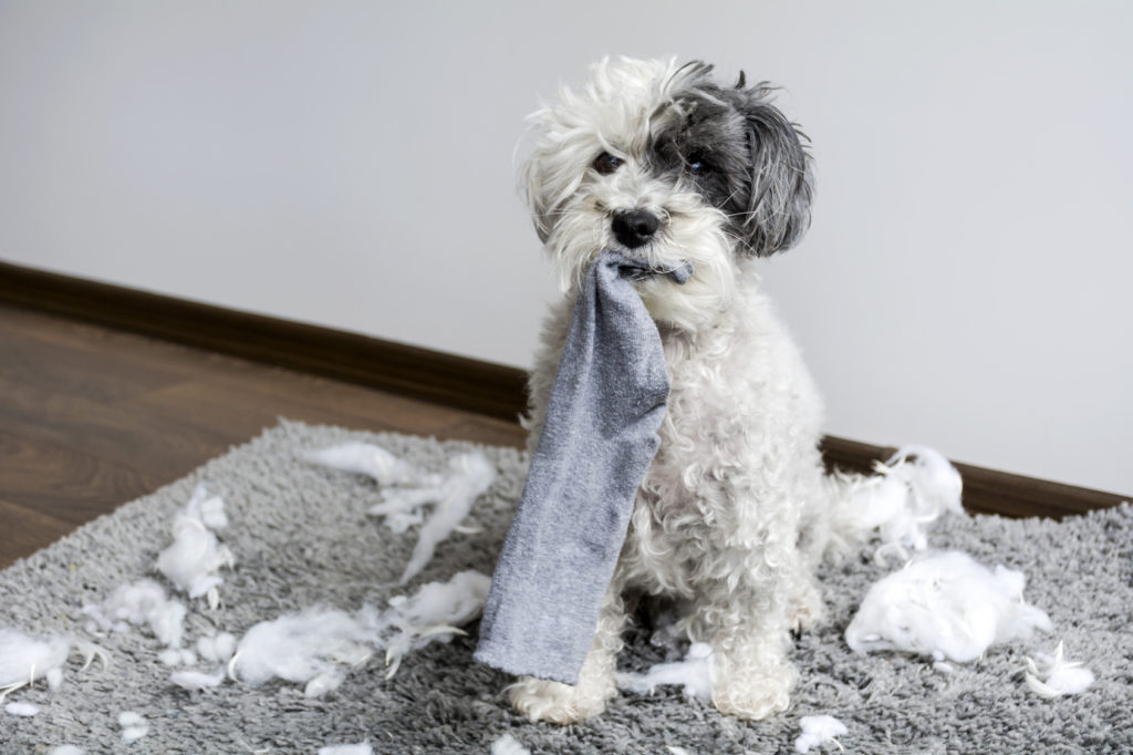 chien et objets détruits