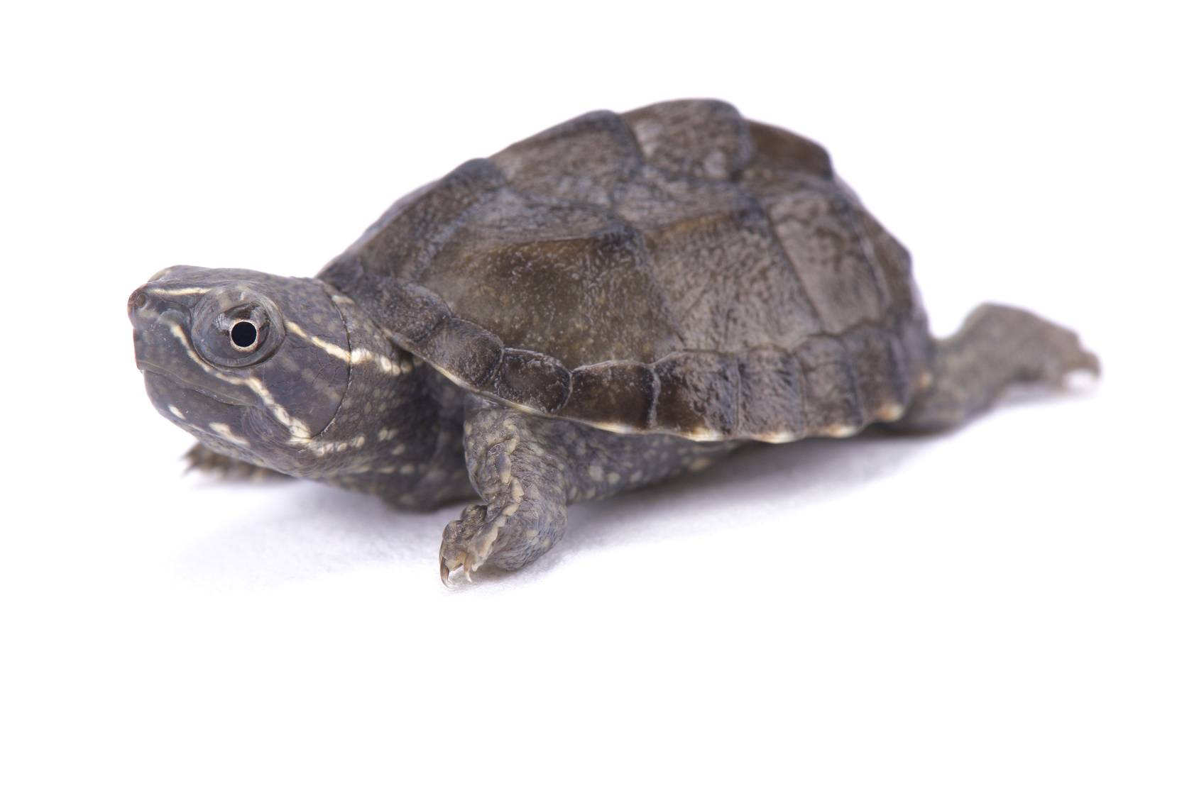 schildkröte