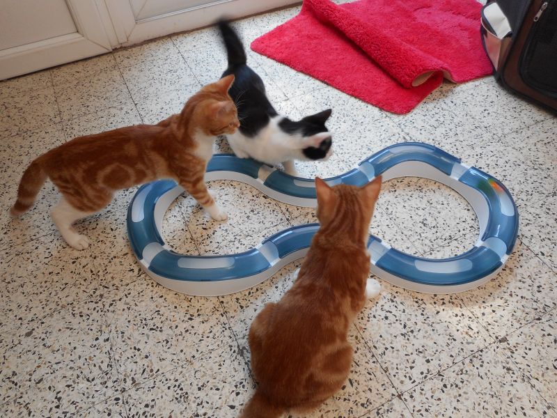 comment jouer avec son chat jouer avec son chat