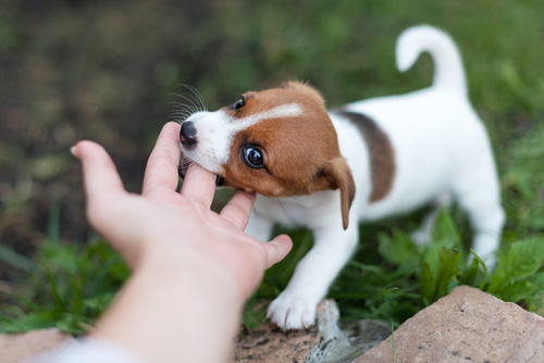 Los mejores juguetes para perros para jugar, aprender y mordisquear sin  parar