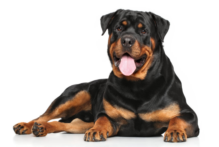 Rottweiler | Historia, Cuidados y Carácter | zooplus Magazine