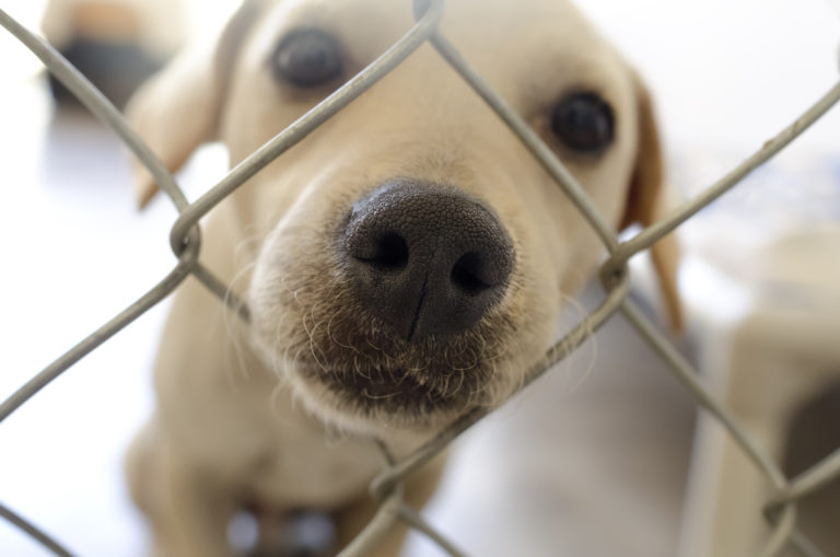 Conciencia Cíclope Refrigerar Comprar o adoptar un perro? Uno más en la familia | Magazine