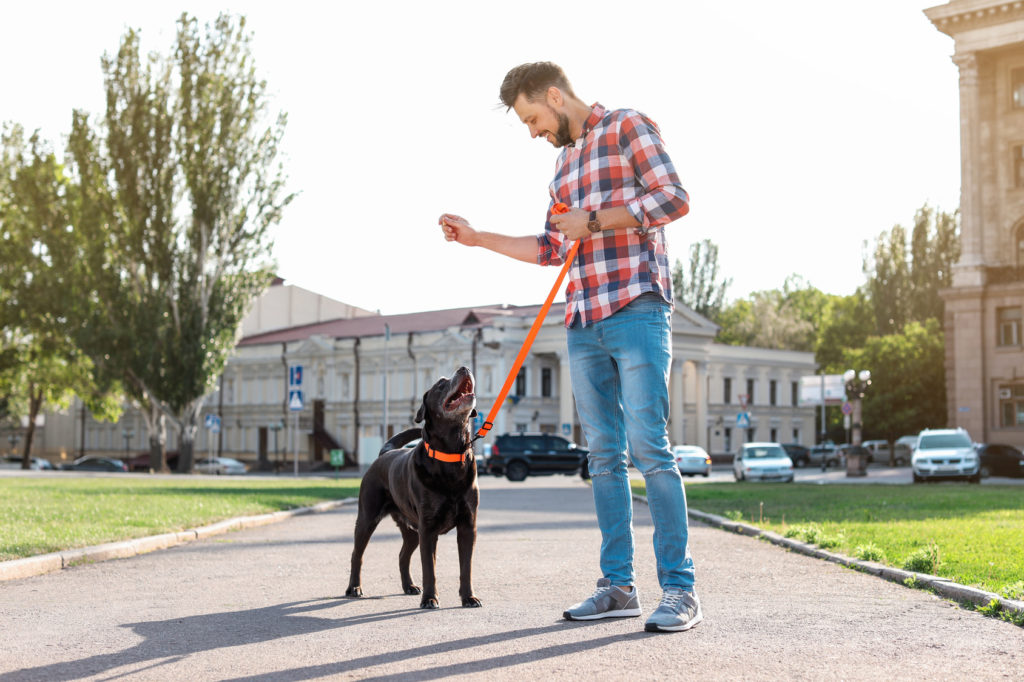 Tu perro tira de la correa? ¿El paseo es un infierno?