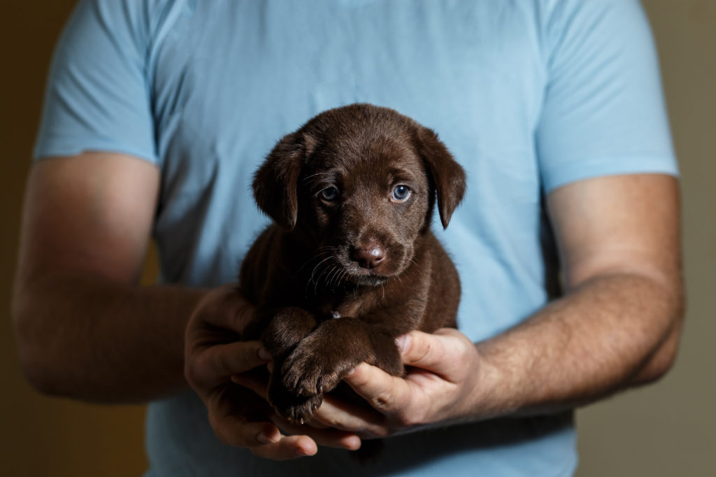 welpen aus dem tierschutz