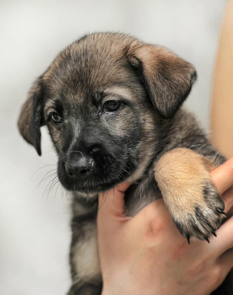 welpen aus dem tierschutz