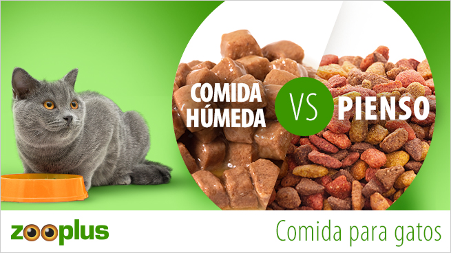 ¿Pienso o comida húmeda? ¿Pienso o comida húmeda?