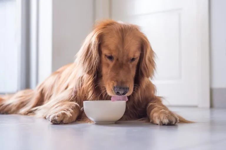 perro mayor come de un cuenco