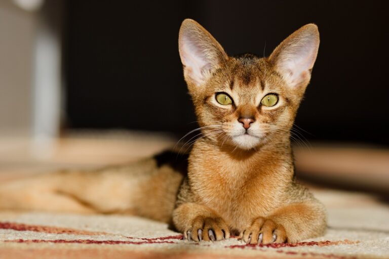 gato abisinio tumbado en el suelo