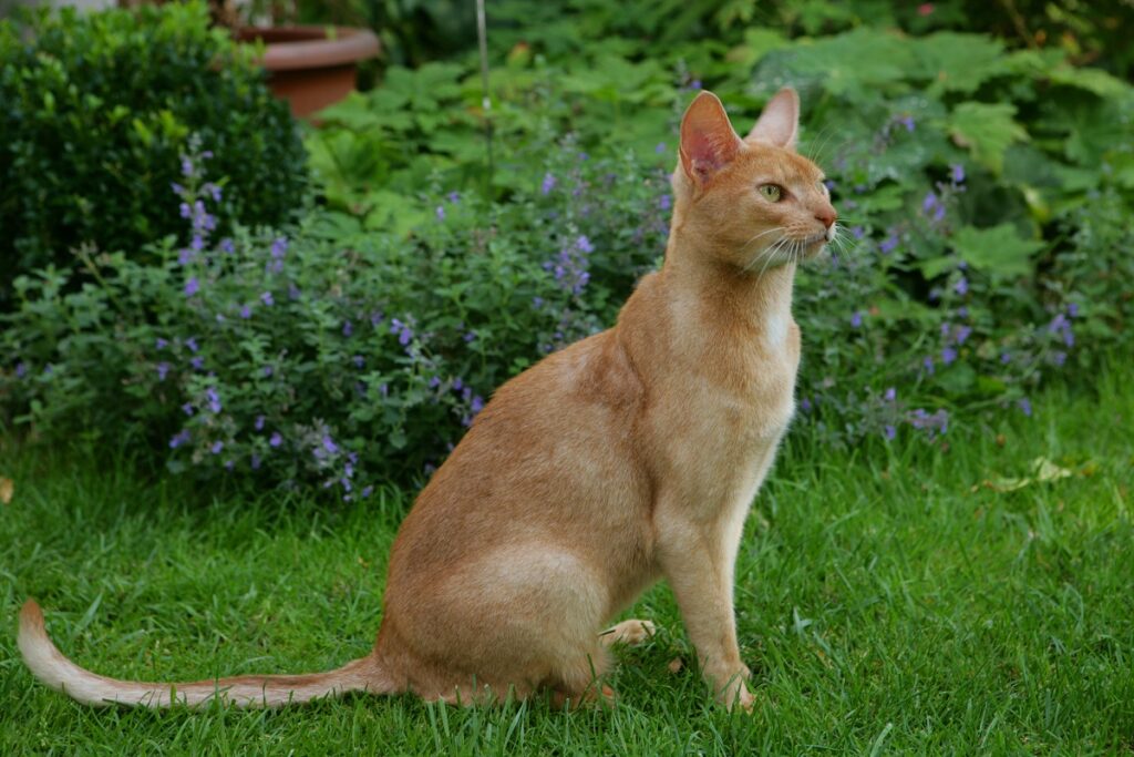 Gato abisinio sentado en la hierba