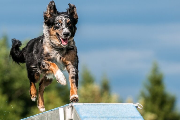 Agility para perros