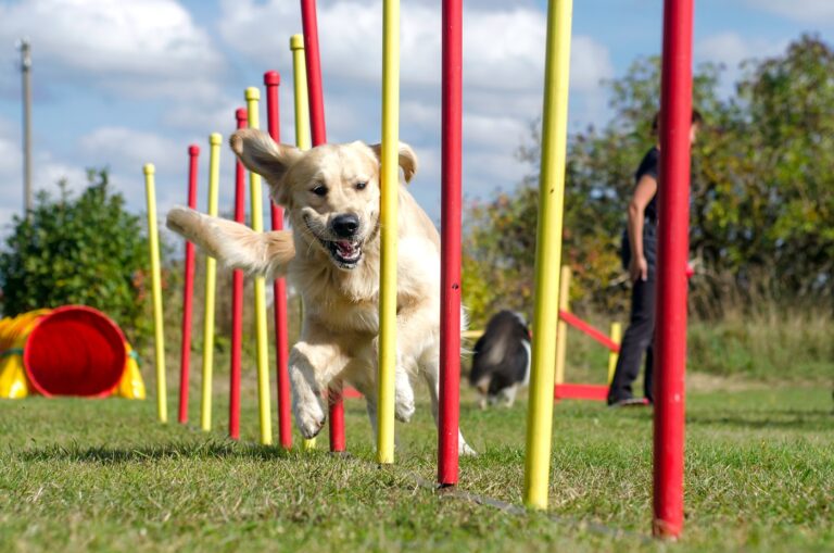 Agility para perros