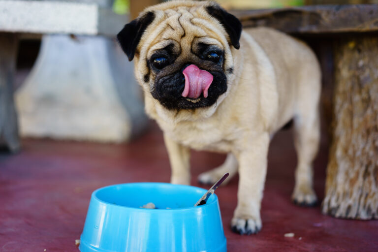 Alimentación para el carlino