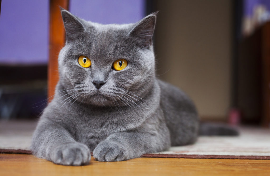 British shorthair